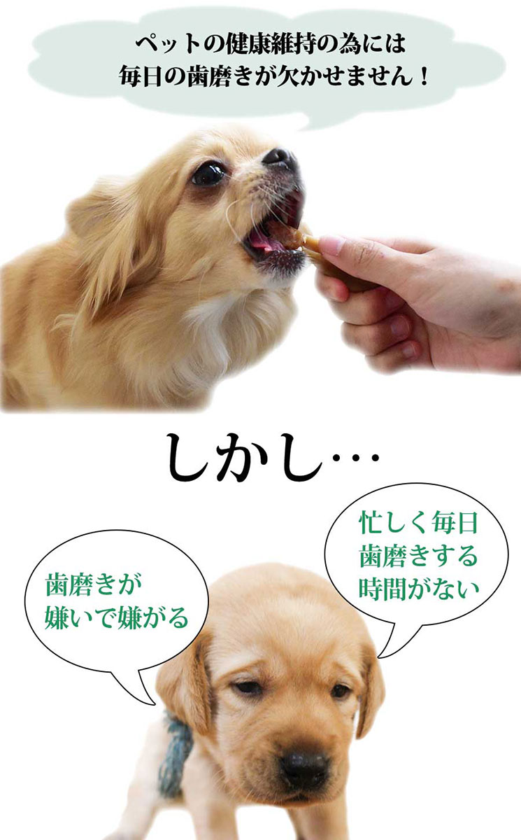 高知インター店】 コスモスラクト デンタルローション ジェルタイプ55g 犬 ドッグ DOG フェレット 猫 キャット 歯磨き 口臭予防 ハミガキ  ペット用歯みがき デンタルケア ジェル お手入れ 歯石 qdtek.vn