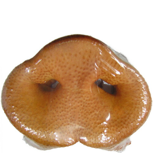 楽天市場 豚鼻 ペットの専門店コジマ楽天市場店