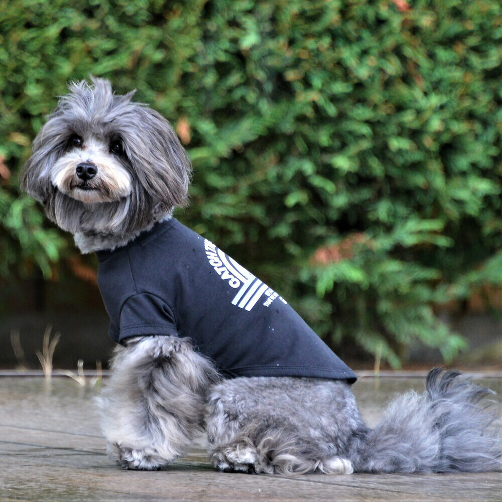 楽天市場】【GEWALK ジウォーク】グラフィックTシャツロゴ【L
