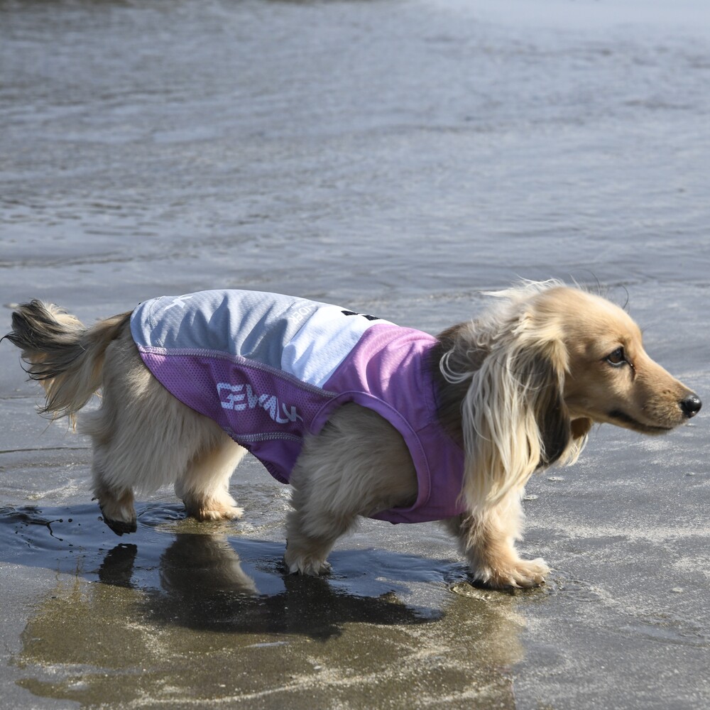 楽天市場】ALPHAICON アルファアイコン ドッグウェア Lサイズ＜ダブル