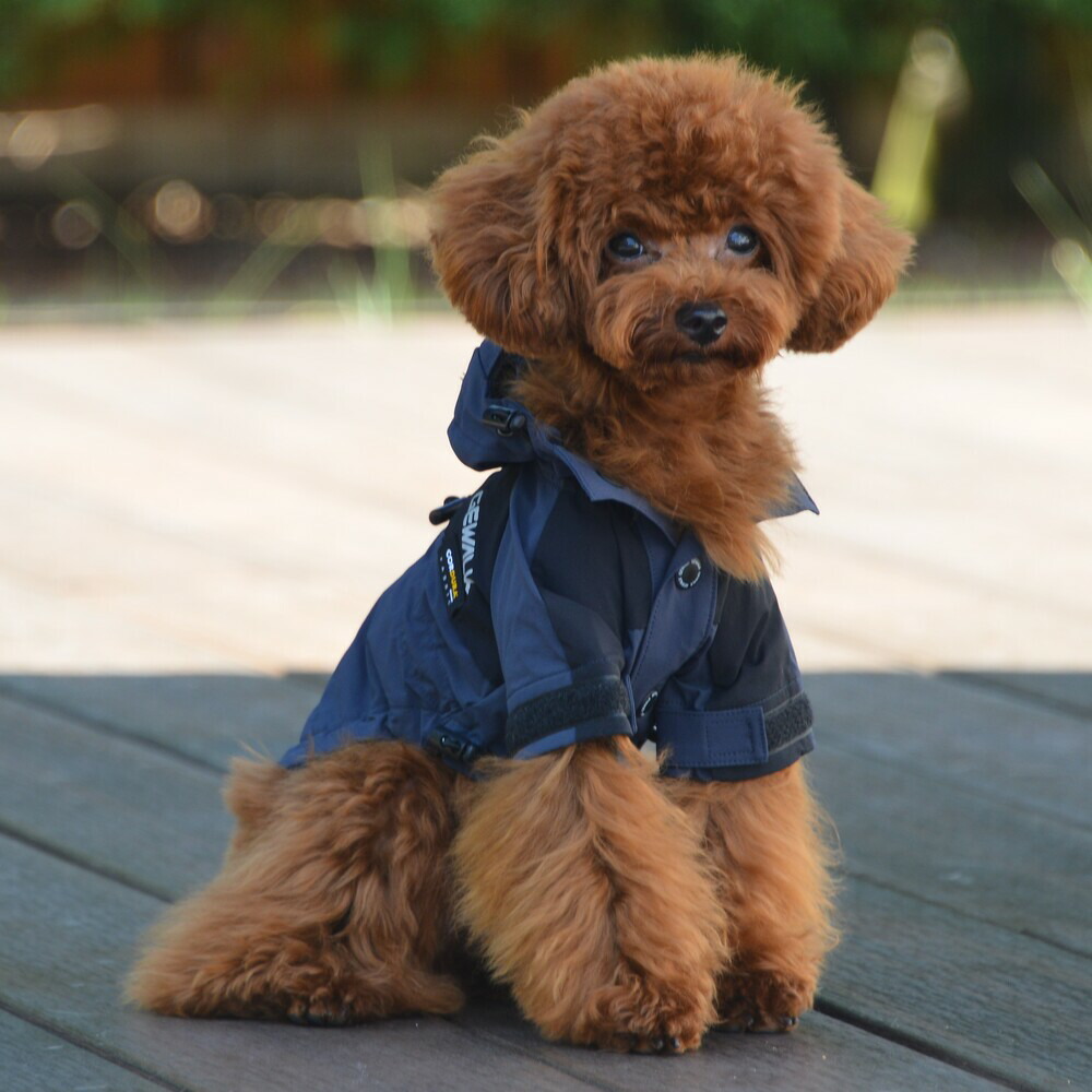 楽天市場】ALPHAICON アルファアイコン ドッグウェア Lサイズ＜ダブル