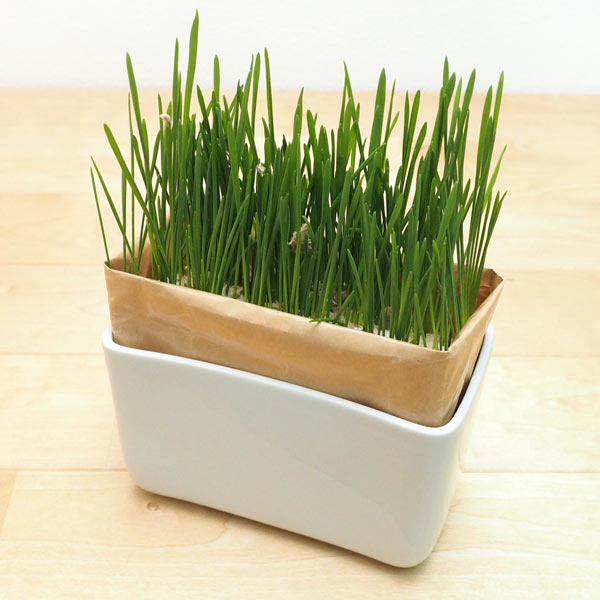 【30】 ハリオ 猫草栽培キット にゃんベジ N 陶器製容器+ネコ草 リフィル2個 セット モダン お洒落 ねこ草 【30】 ハリオ 猫草栽培キット にゃんベジ N 陶器製容器+ネコ草 リフィル2個 セット モダン お洒落 ねこ草