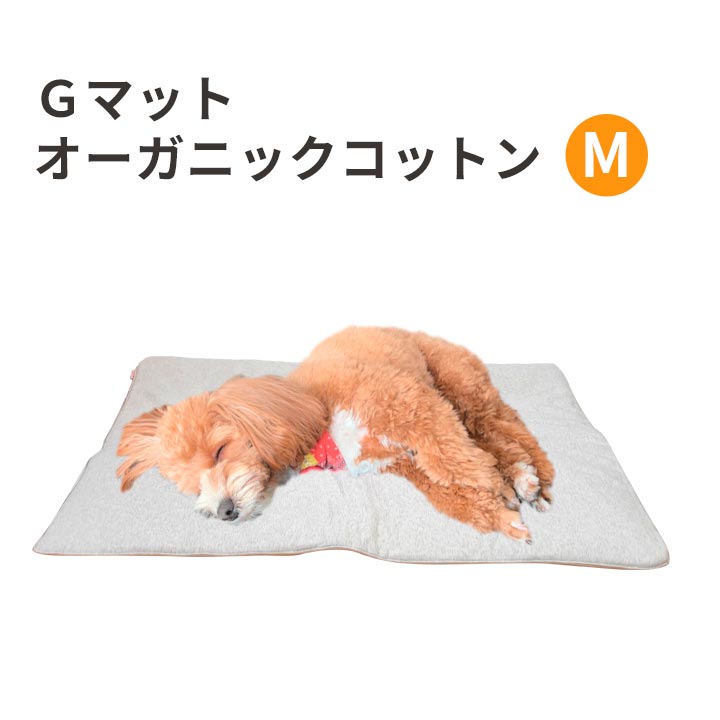 いぬ チンチラ クマのぬいぐるみ ゴールド