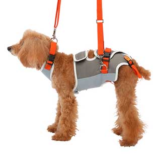 最先端 楽天市場 With 歩行補助ハーネス Lalawalk小型犬 ダックス用 グレー オレンジ L ペットベリー 楽天市場店 最安値挑戦 Lexusoman Com