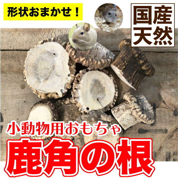 鹿の角一対・長さ約530ｍｍ・根元直径約38ｍｍΦ以上 犬用 鹿の角 ツノ M 重さ71～120g【常温】 - 国産鹿肉