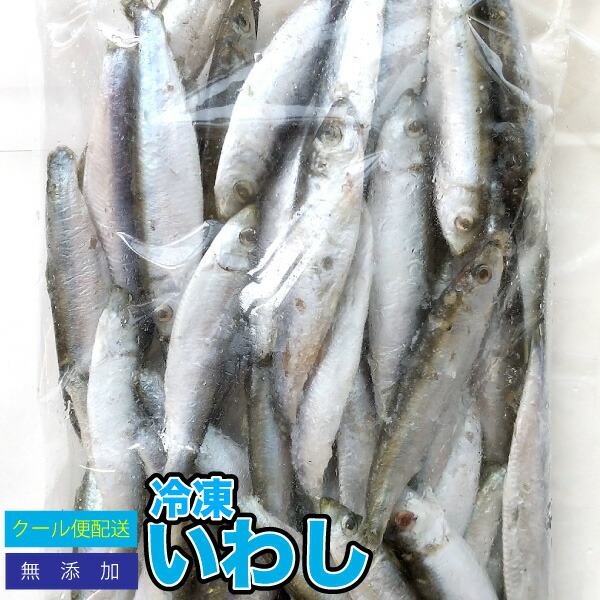 市場 2袋セット 約1kg 冷凍餌 約10 12cm前後 冷凍イワシ 大型魚のエサ 約500g 2袋 いわし