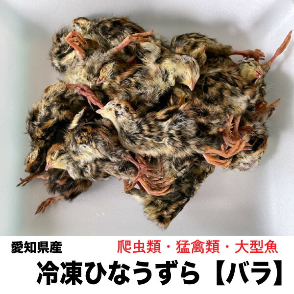 楽天市場】【クール便発送】 国産の冷凍親ウズラ 処理なし 100羽