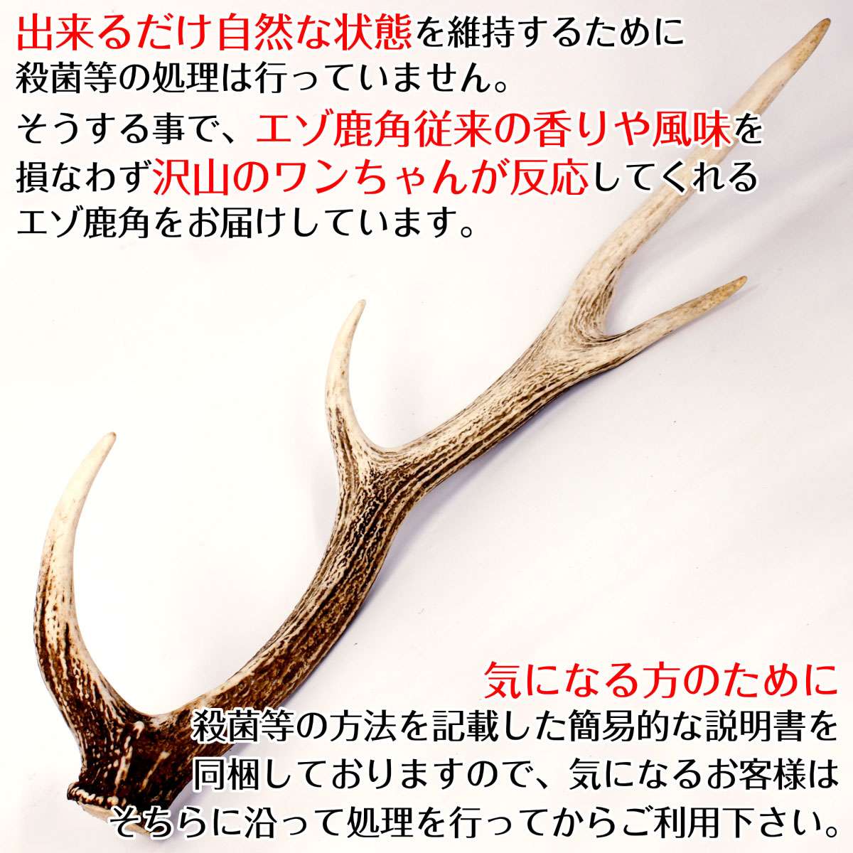 おしゃれ 大幅値下げ 鹿の角 超歓迎 Www Clinicasantemogi Com Br