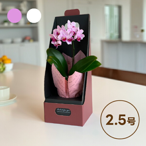 楽天市場】鉢 花 定年退職 祝い プレゼント 『椎名洋ラン園直送 ミディ