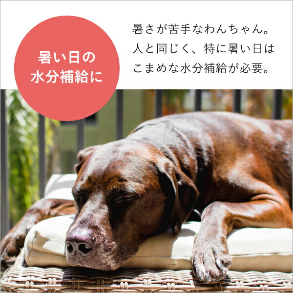 楽天市場 送料無料 ワンちゃんのジュース みかん 本入 犬用 ジュース ドリンク 栄養補給 無添加 果汁100 水分補給 犬 飲料 みかんジュース オレンジジュース みかん 送料無料 Piary ピアリー 楽天市場店