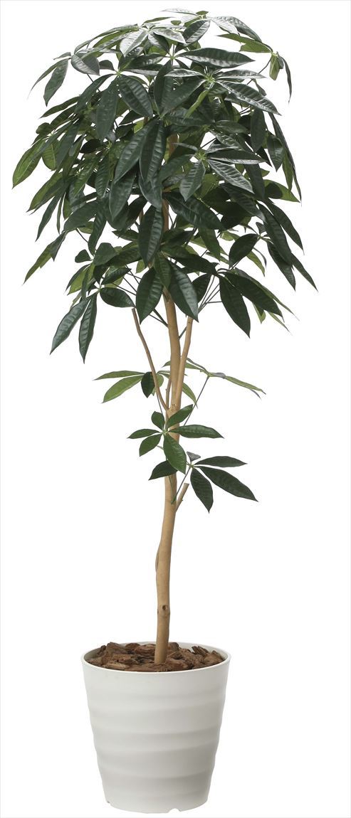 光触媒 光の楽園デザインパキラ1.6 2008A260人工植物 造花 フェイク