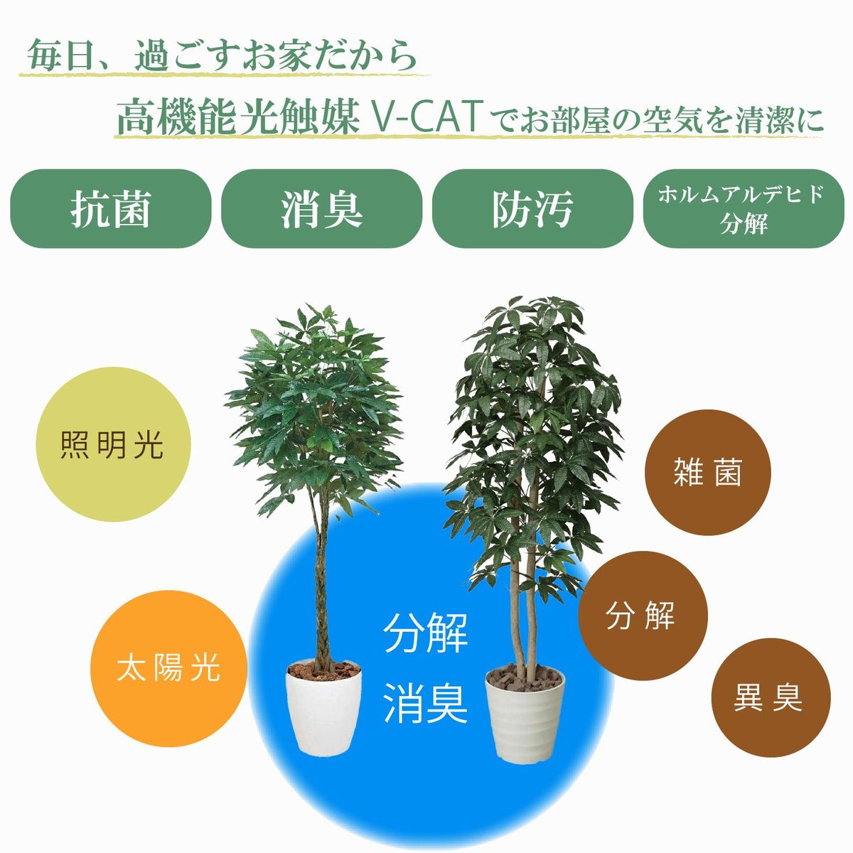 楽天市場 光触媒 人工観葉植物 光の楽園 ベンジャミントピアリー 1 2m 372b180 サイズ 幅50 奥行50 高さ1cm 372b180 ｐｉｇｇｙ ｐｉｇｇｙ
