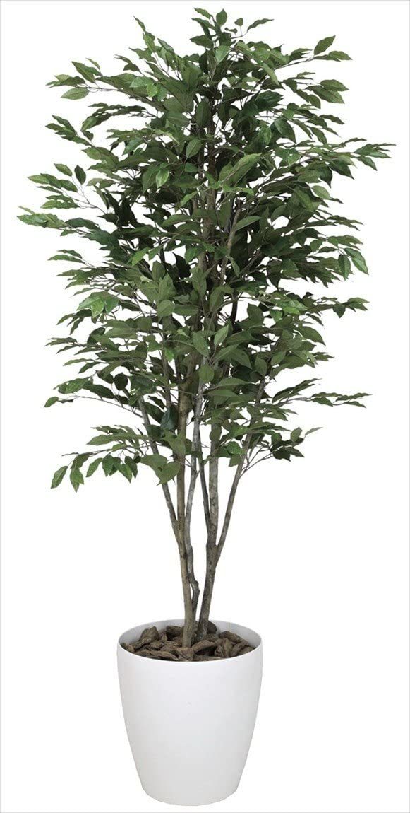 【クーポンで最大400円OFF★7/26 1:59まで】光触媒 人工観葉植物 光の楽園 ベンジャミンツリー 1.8m 157C480 サイズ:幅70&times;奥行70&times;高さ180cm 母の日｜サプリと日用雑貨のPiggy Piggy