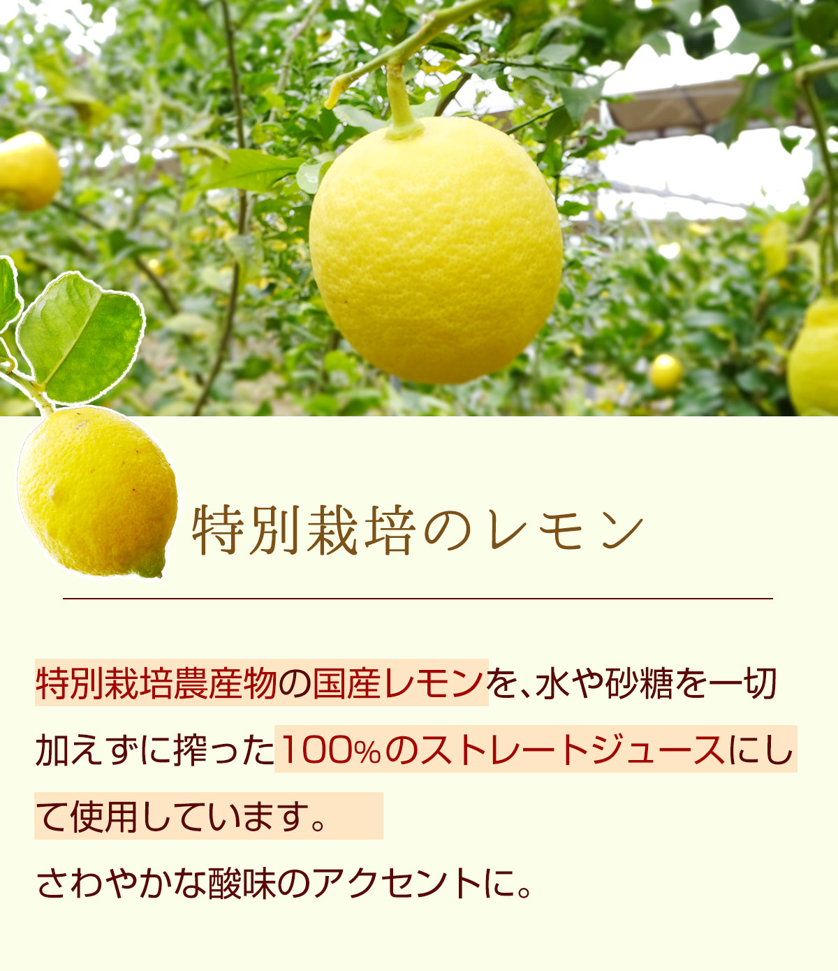 特別栽培のレモン