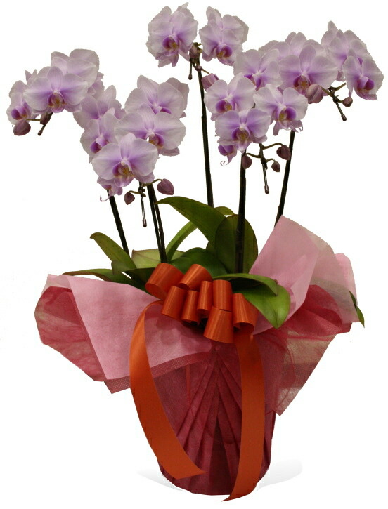 ミディ胡蝶蘭5本立 ピンク 花 癒し 上司 友達 原木 転勤 お祝い 先輩 歓迎 贈り物 ギフト 贈答用 記念日 会社 卒業 後輩 引っ越し祝い 送迎 リラックス 引越し祝い 家族 開店祝い プレゼント 出店 転居