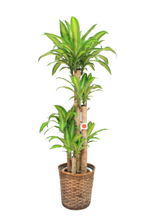 引越し祝い 造花 人工観葉植物 出店 ピカットマート 花 転勤 記念日 高さ160cm 180cm ドラセナ 売れています 開店祝い 法人様用 人気の観葉植物 お祝い 贈り物に最適な幸福の木 癒し 法人様用 10号 大サイズ 贈り物 贈答用 ギフト お祝い