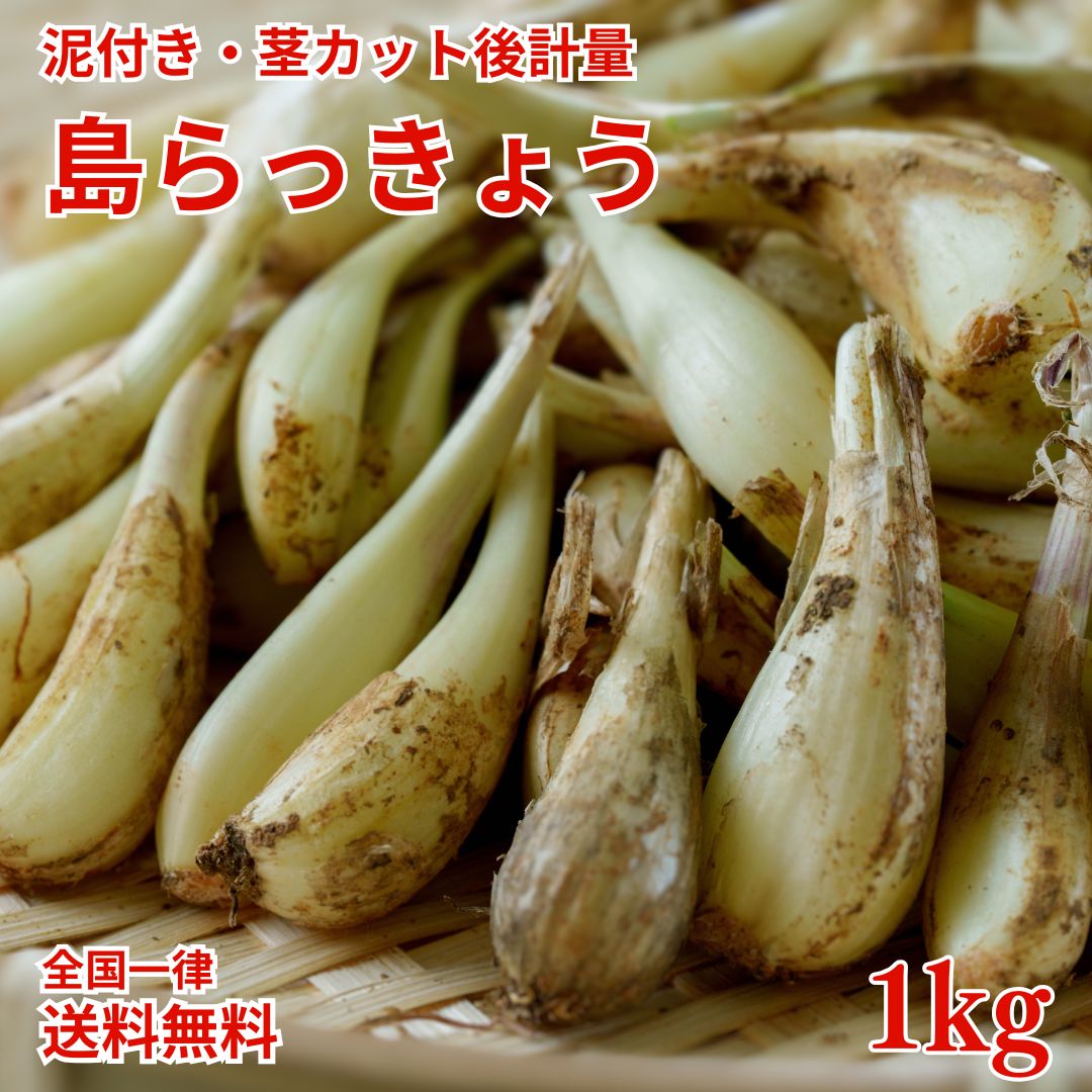 楽天市場】【送料無料】大人買い 伊江島産島らっきょう 5kg ※只今の