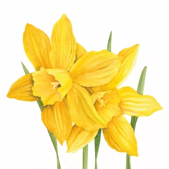 楽天市場 Ppd 素敵な ペーパーナプキン デコパージュ 黄色い水仙 スイセン 花柄 Daffodils 1枚 バラ売り ｐｉｐｐｙ ２号店