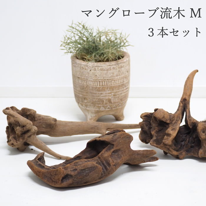 【マングローブ 流木 M 約25cm おまかせ3本セット BK1001M SOW】 流木 木 インテリア 玄関 飾り オブジェ 置物 置き物 観葉植物 エアプランツ テラリウム アクアリウム 水槽 ディスプレイ おしゃれ 天然素材 天然木 アート 一点物 店舗 リビング 寝室 装飾