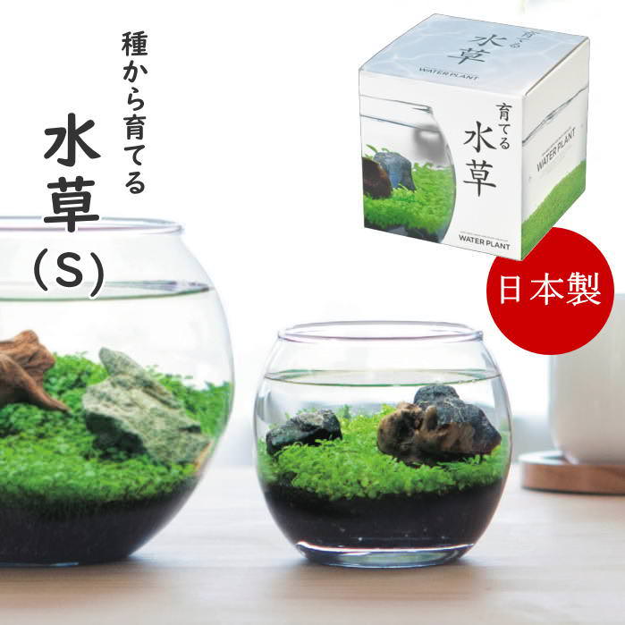 楽天市場】【あす楽】 水草 アクアリウム 栽培セット 育てる水草(S) (L