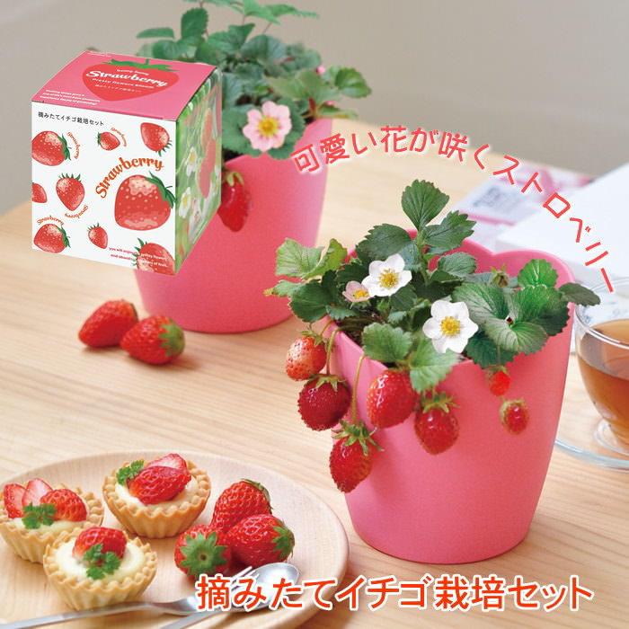 【日英PSA10 2枚セット】イチゴ Strawberry 108FLOWERS 日英PSA10 2枚セット】イチゴ Strawberry 108FLOWERS Japanese