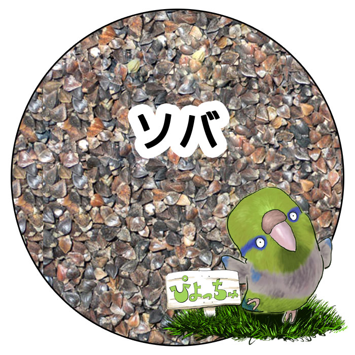 ソバの実 （蕎麦の実）：鳥　餌 インコ えさ｜ぴよっちゅ　店