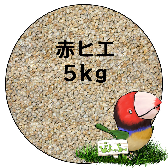 皮付えん麦(皮付オーツ) 5kｇｘ1 - 鳥のエサ