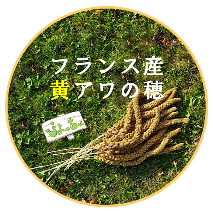 フランス産 黄粟の穂 鳥の餌 500g-14kg｜ぴよっちゅ　店