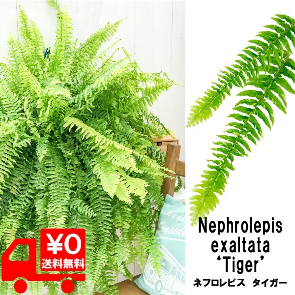 観葉植物 シダ ネフロレピス ハッピーマーブル 8号吊り鉢 育て方説明書付き Nephrolepis Exaltata Happy Marble ボストンファーン ボストンファン タイガー Mergertraininginstitute Com