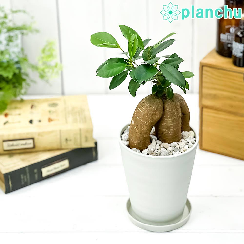 観葉植物 ガジュマル 4号丼鉢 受け皿随身 育て針路言前手跡付き Ficus Microcarpa フィカス ミクロカルパ 精の宿る成木 Hotjobsafrica Org