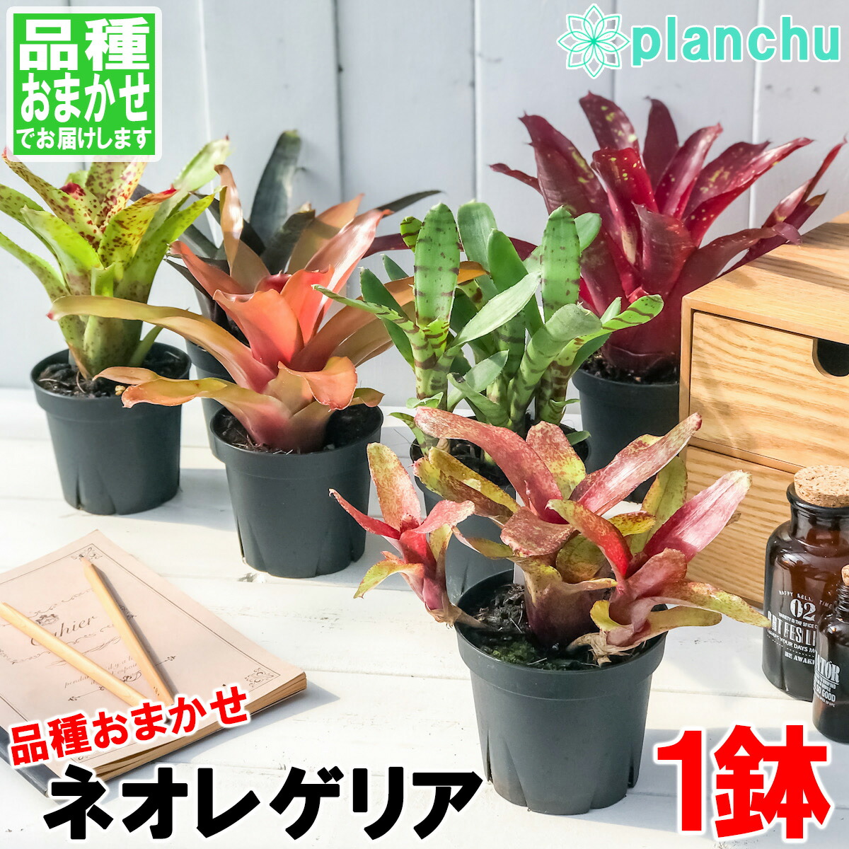 楽天市場 観葉植物 ブロメリア ネオレゲリア 品種おまかせ 3 5号鉢 タンクブロメリア プランチュ 楽天市場店