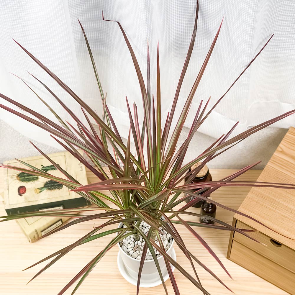 楽天市場 観葉植物 ドラセナ マルギナータ レインボー 4号鉢 受け皿付き Dracaena Marginata Rainbow 真実の木 マジナータ コンシンネ コンシナ プランチュ 楽天市場店