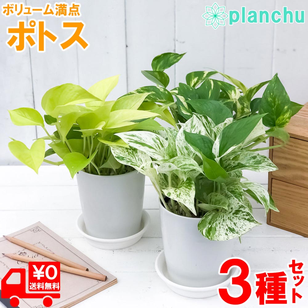 楽天市場 送料無料 観葉植物 ポトス エンジョイ 観葉植物 鉢植え 高さ15cm程度 白 丸 サークル モダン 陶器 受け皿付き 受賞 陶器 デスク 誕生日 風水 ユーロプランツ お祝い おしゃれ 開店祝い 誕生日 簡単 丈夫 鉢植え 風水 ギフト 花言葉 華やかな明るさ