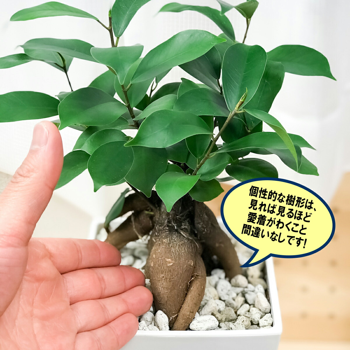 楽天市場 観葉植物 ガジュマル 4 5号鉢 受け皿付き Ficus Microcarpa プランチュ 楽天市場店