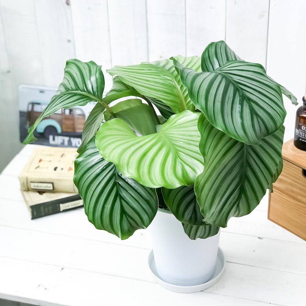 楽天市場 観葉植物 カラテア オルビフォリア 6号鉢 受け皿付き 育て方説明書付き Calathea Orbifolia プランチュ 楽天市場店