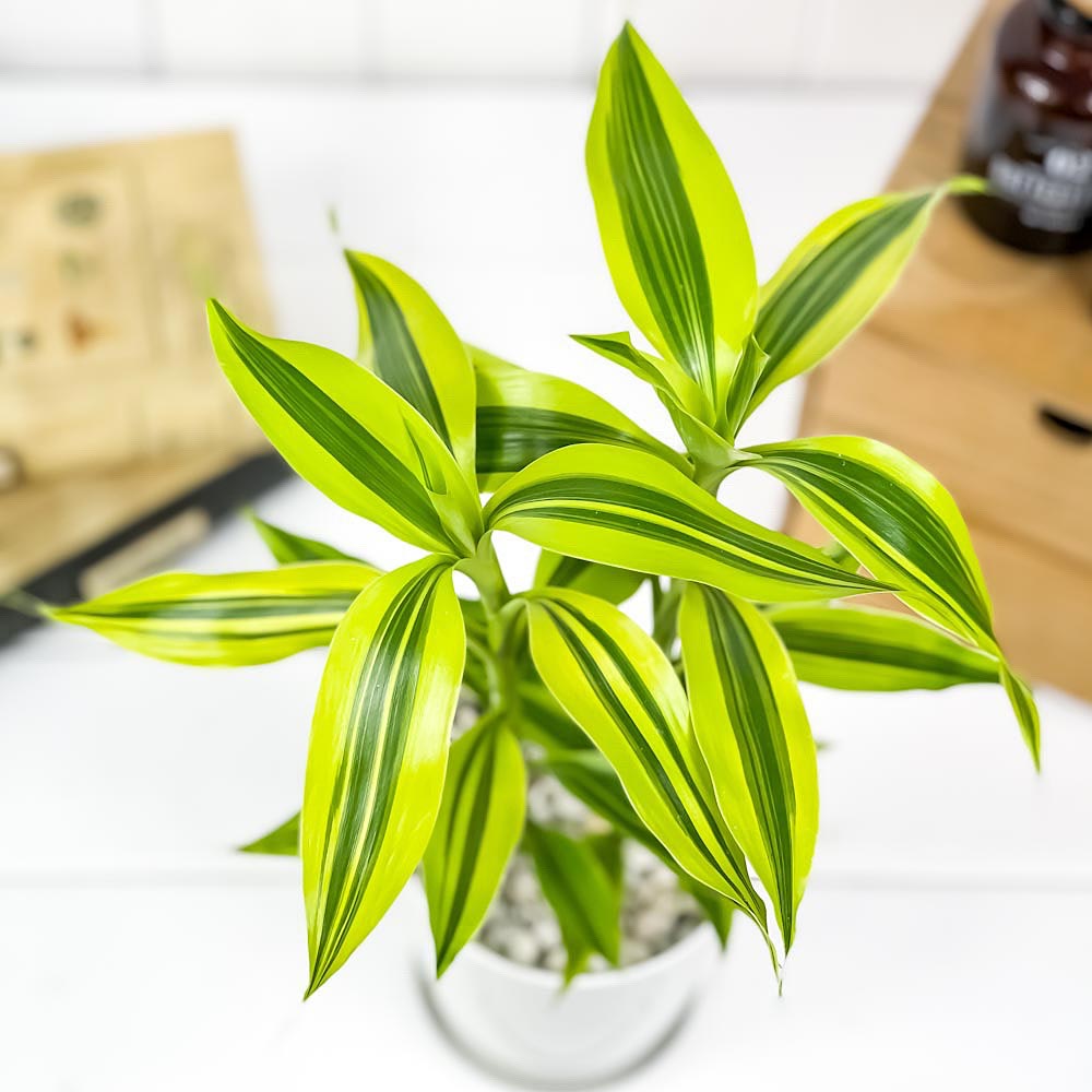 観葉植物 ドラセナ サンデリアーナ ゴールデン 4号鉢 受け皿付き 育て方説明書付き Dracaena Sanderiana Golden 銀葉千年木 Educaps Com Br