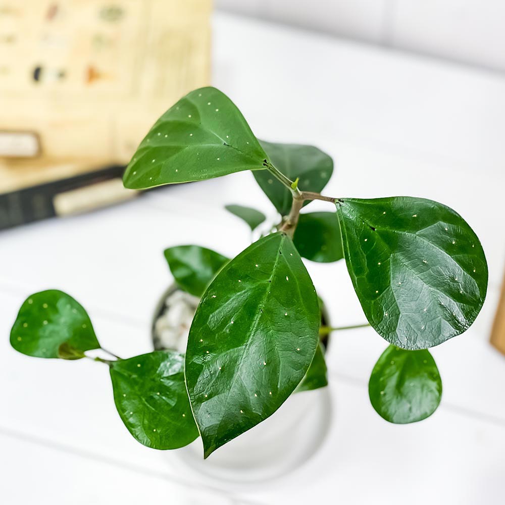 観葉植物 コバンボダイジュ フィカス デルトイデア 3 5号鉢 受け皿付き 育て方説明書付き Ficus Deltoidea 小判菩提樹 ゴムノキ ゴム の木 Epheseweb Com