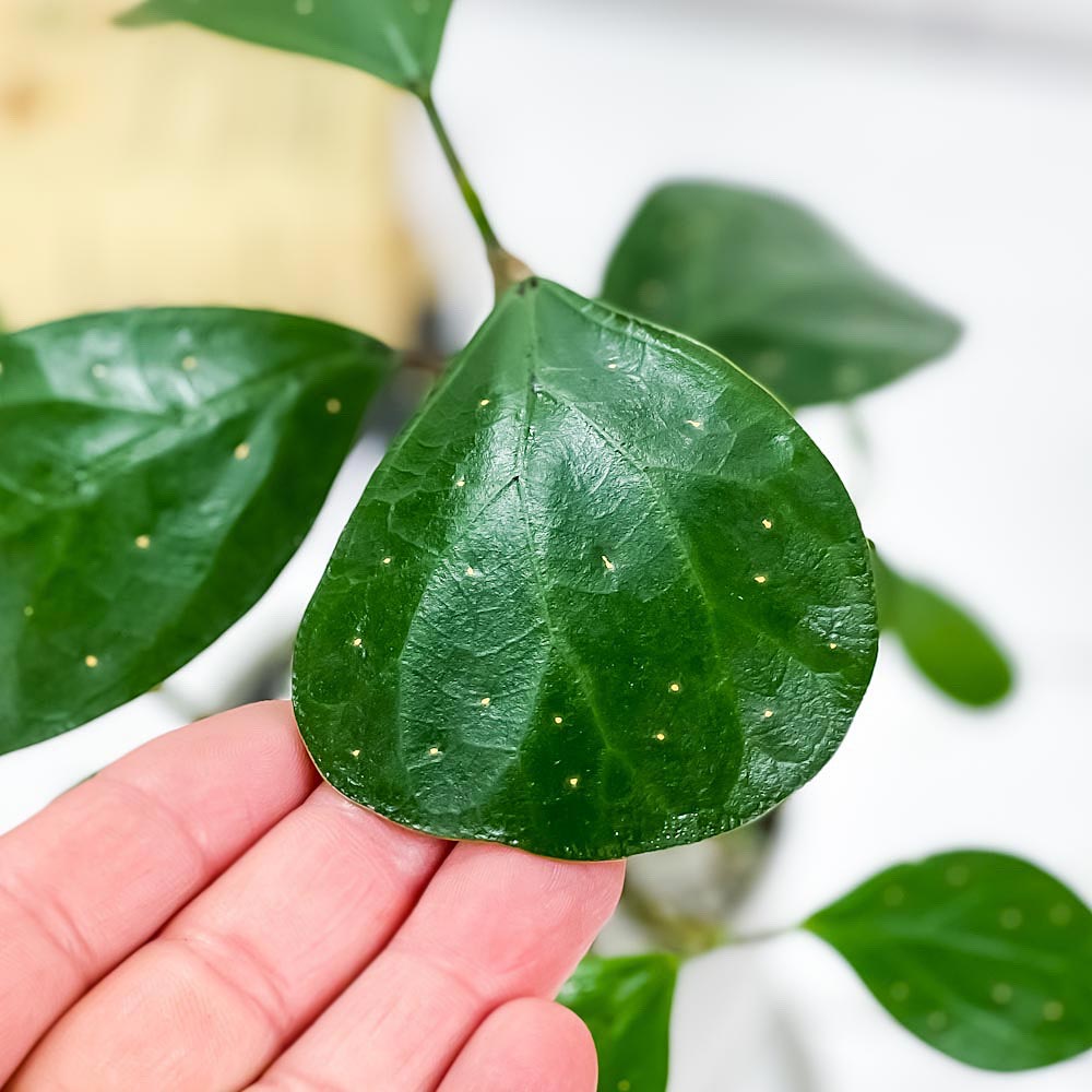 観葉植物 コバンボダイジュ フィカス デルトイデア 3 5号鉢 受け皿付き 育て方説明書付き Ficus Deltoidea 小判菩提樹 ゴムノキ ゴムの木 Epheseweb Com