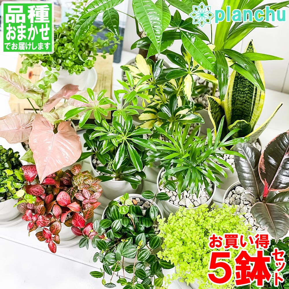 楽天市場 観葉植物 お試しミニ観葉 5種セット 品種おまかせ 3 5号鉢 受け皿付き 育て方説明書付き プランチュ 楽天市場店