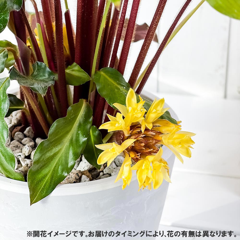 観葉植物 カラテア ルフィバルバ 5号樹脂鉢 ホワイト 受け皿付き 育て方説明書付き Calathea Rufibarba 希少 レア Giosenglish Com