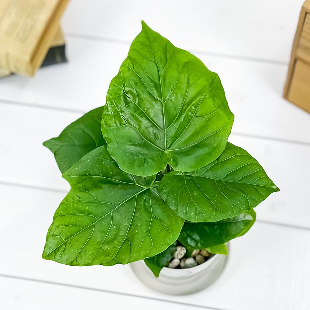 観葉植物 フィカス ウンベラータ 3 5号鉢 受け皿付き 育て方説明書付き Ficus Umbellata Educaps Com Br