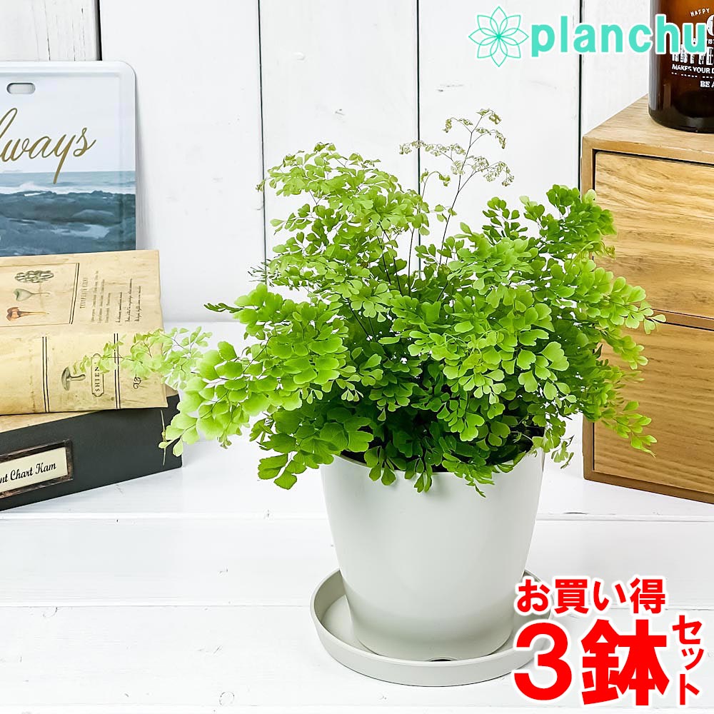 観葉植物 シダ アジアンタム ミクロフィラム 3 5号鉢 3鉢セット 受け皿付き 育て方説明書付き Adiantum Raddianum Micropinnulum ミクロピンヌルム Educaps Com Br 観葉植物 シダ アジアンタム ミクロフィラム 3 5号鉢 3鉢セット 受け皿付き 育て方説明書付き Adiantum Raddianum Micropinnulum ミクロピンヌルム Educaps Com Br