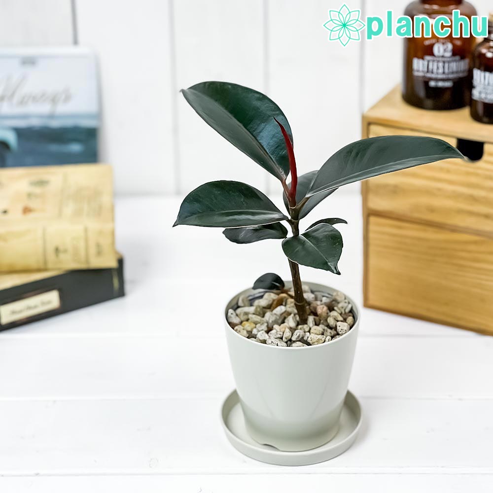 楽天市場 観葉植物 フィカス バーガンディ 3 5号鉢 受け皿付き 育て方説明書付き Ficus Elastica Burgundy ゴムノキ ゴムの木 インドゴムノキ 希少 レア プランチュ 楽天市場店 楽天市場 観葉植物 フィカス バーガンディ 3 5号鉢 受け皿付き 育て方説明書付き Ficus Elastica Burgundy ゴムノキ ゴムの木 インドゴムノキ 希少 レア プランチュ 楽天市場店