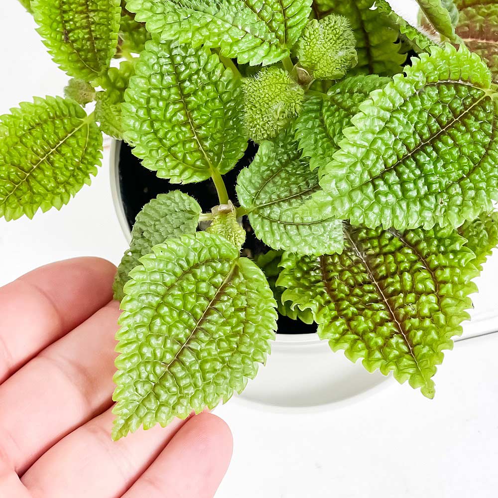 観葉植物 ピレア ムーンバレー 3 5号鉢 3鉢セット 受け皿付き 育て方説明書付き Pilea Mollis Moon Valley Korkmazmauritius Com