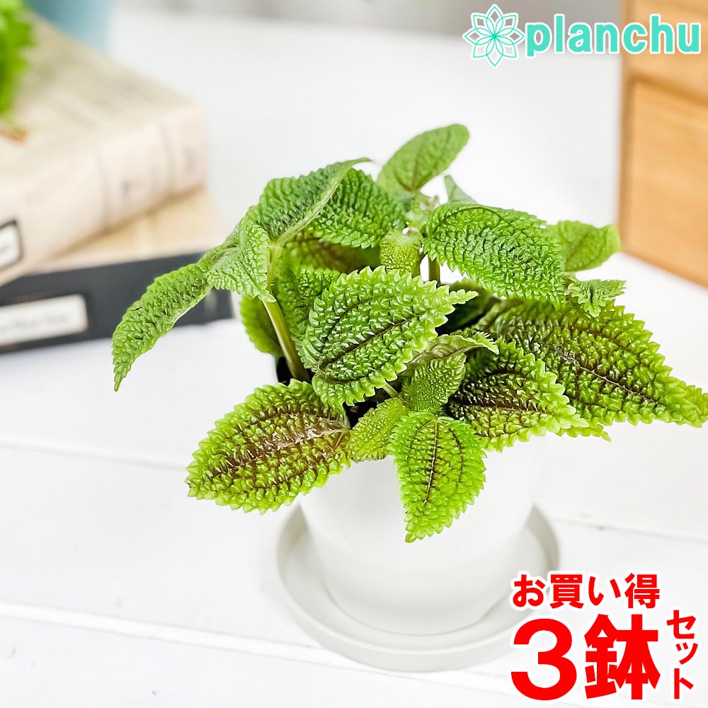 観葉植物 ピレア ムーンバレー 3 5号鉢 3鉢セット 受け皿付き 育て方説明書付き Pilea Mollis Moon Valley Korkmazmauritius Com