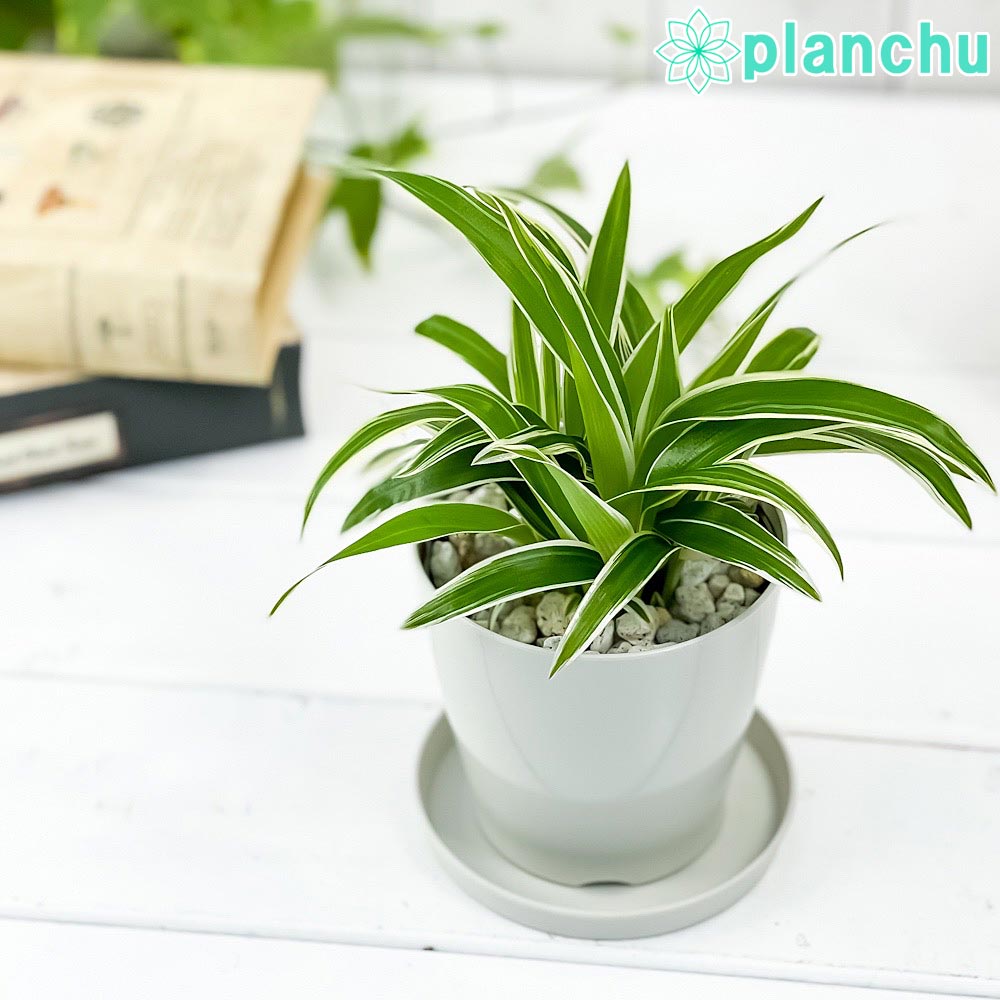 楽天市場 観葉植物 クロロフィツム シャムオリヅルラン 3 5号鉢 受け皿付き 育て方説明書付き Chlorophytum Bichetii クロロフィタム プランチュ 楽天市場店