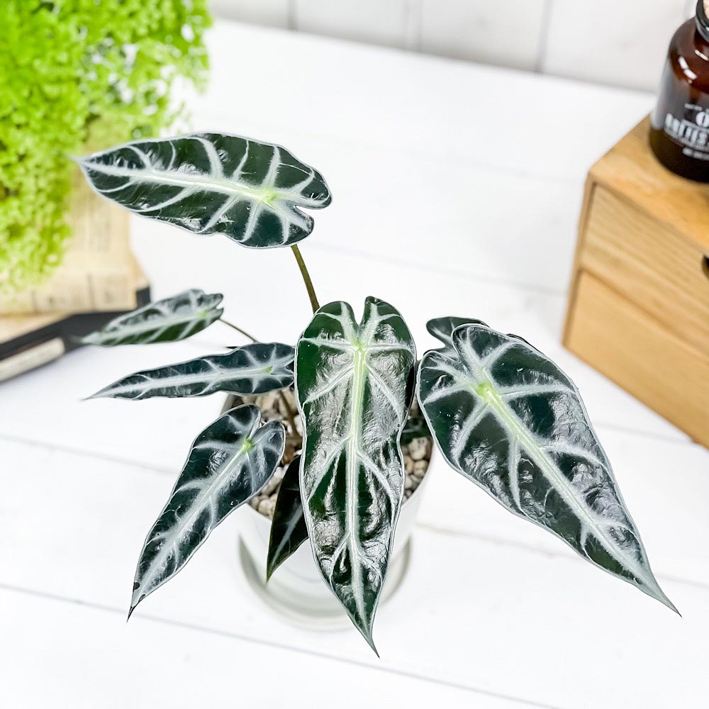 観葉植物 アロカシア バンビーノ アロー 4号鉢 受け皿付き 育て方説明書付き Alocasia Bambino Arrow アローカシア Amedf Com Br