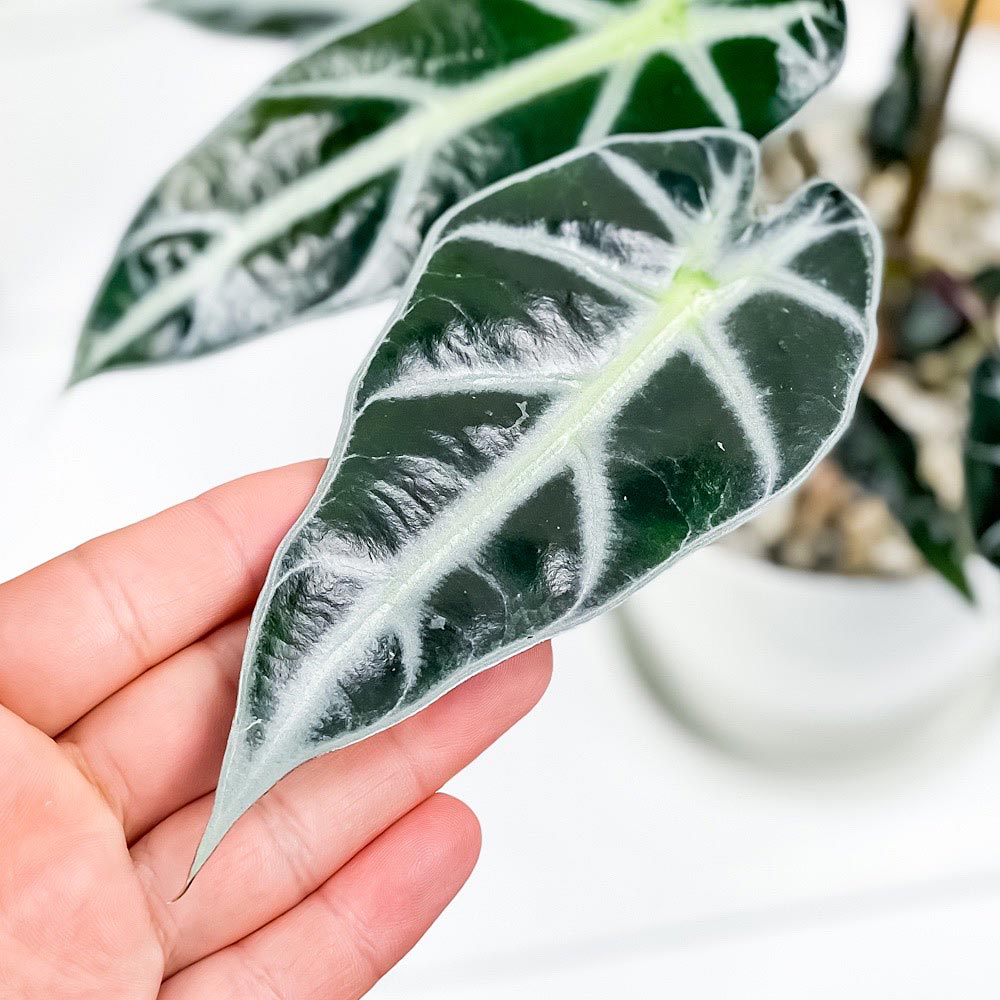 観葉植物 アロカシア バンビーノ アロー 4号鉢 受け皿付き 育て方説明書付き Alocasia Bambino Arrow アローカシア Amedf Com Br