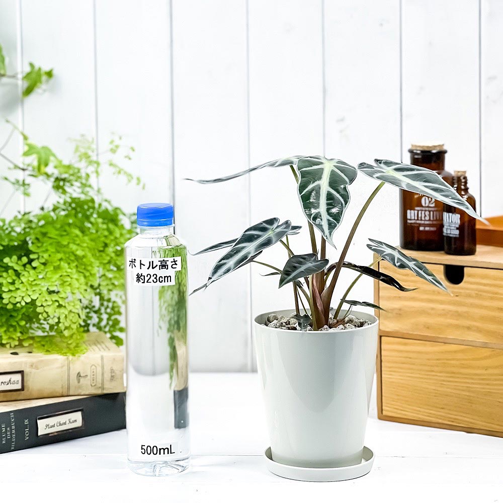 観葉植物 アロカシア バンビーノ アロー 4号鉢 受け皿付き 育て方説明書付き Alocasia Bambino Arrow アローカシア Amedf Com Br