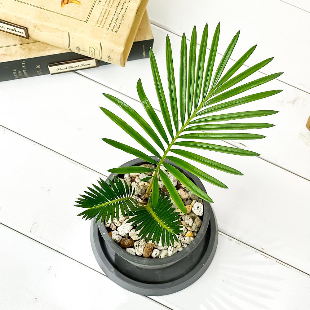 観葉植物 ソテツ 4号樹脂鉢 ダークグレー 受け皿付き 育て方説明書付き Cycas Revoluta 蘇鉄 生きた化石 Maisons Coudrelle Fr